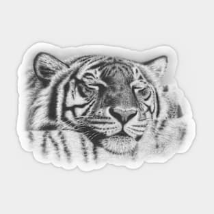 Tiger Dreams Sticker